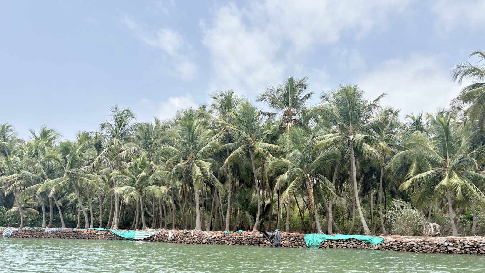 Coconut plantation along the water, the start of the Indonesian coconut supply chain