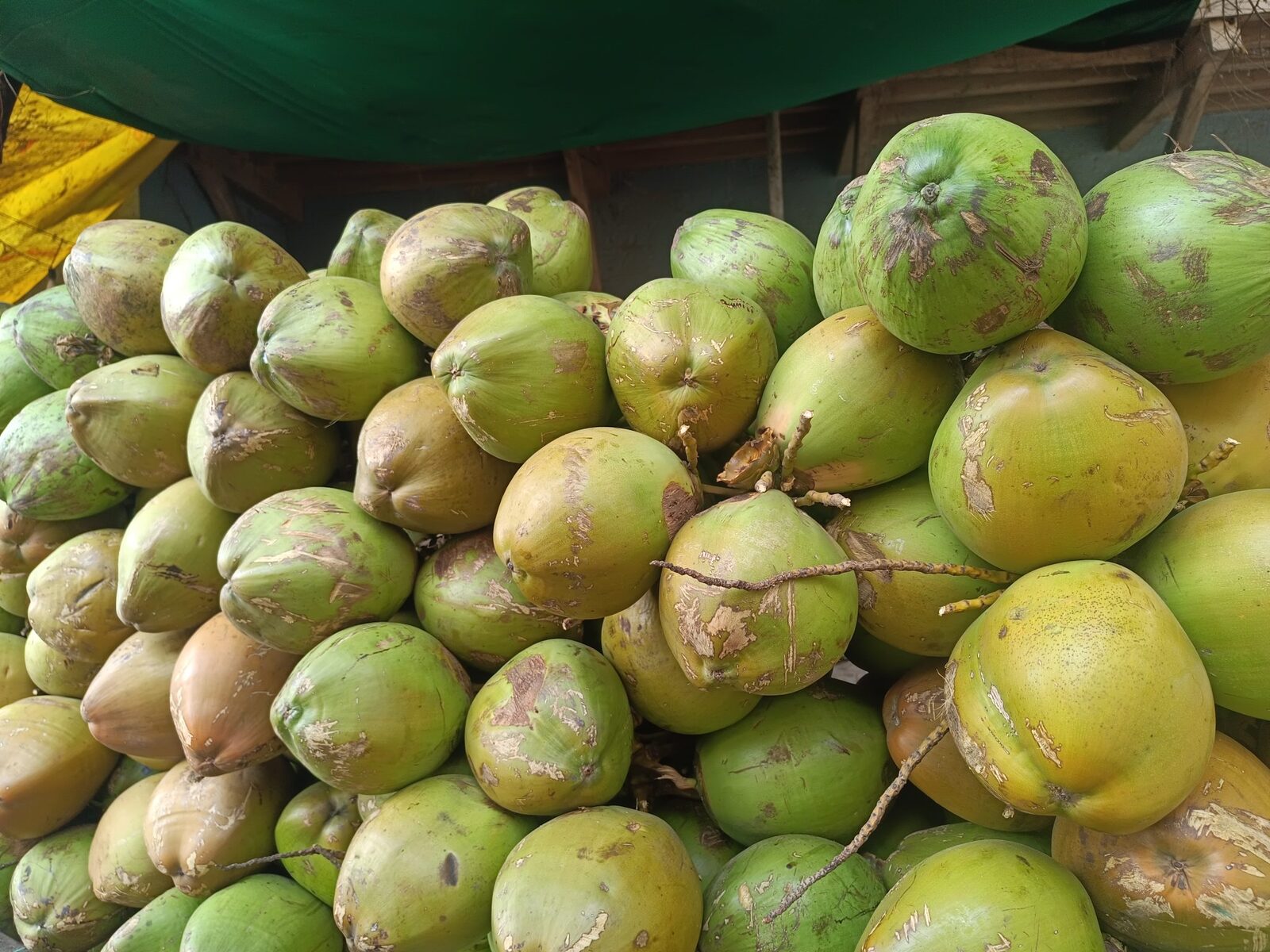 Fresh coconuts collected at a supply point in the Indonesian coconut supply chain